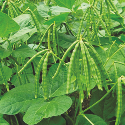 Improved Green Gram
