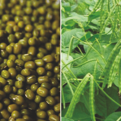 Improved Green Gram Prabhu 539
