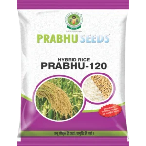 13 Hybrid Rice Prabhu-120