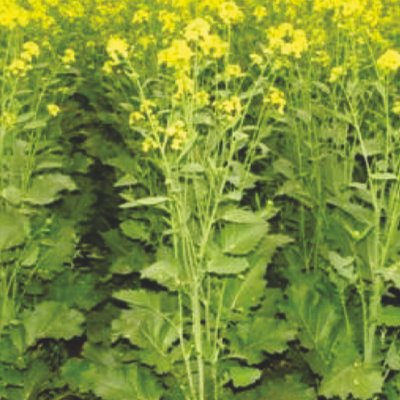14 HYBRID MUSTARD