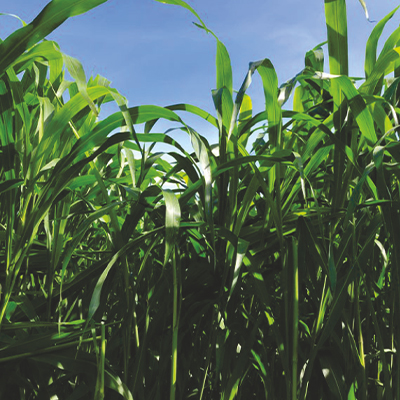 Improved fodder Sorghum Improved fodder Sorghum