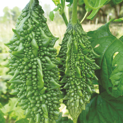 Hybrid Bitter Gourd Hybrid Bitter Gourd