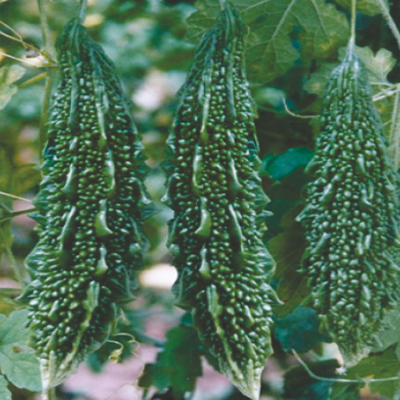 Hybrid Bitter Gourd Hybrid Bitter Gourd