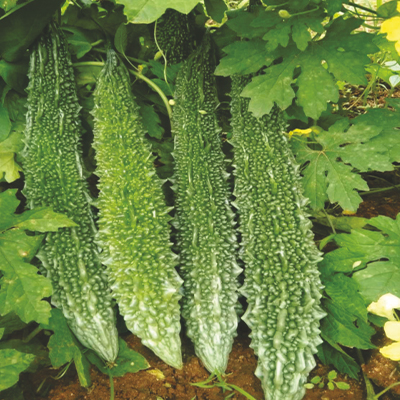 Hybrid Bitter Gourd Hybrid Bitter Gourd