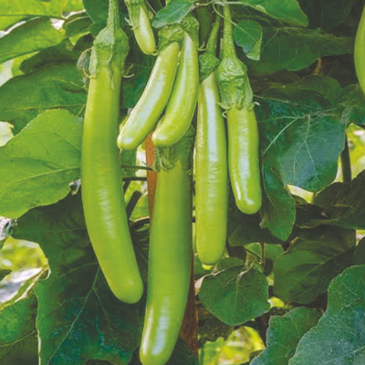 Hybrid Brinjal Hybrid Brinjal