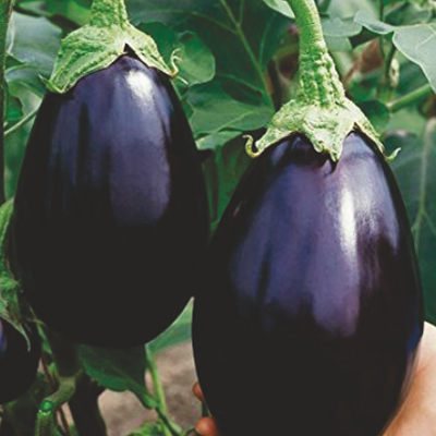 Hybrid Brinjal Hybrid Brinjal