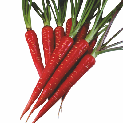 Hybrid Carrot Hybrid Carrot