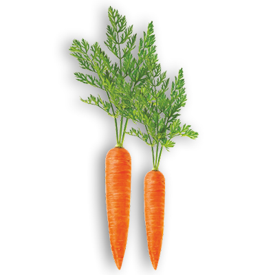 Hybrid Carrot Hybrid Carrot