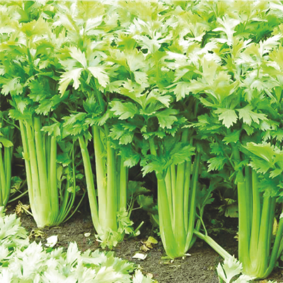 Imported Coriander Imported Coriander