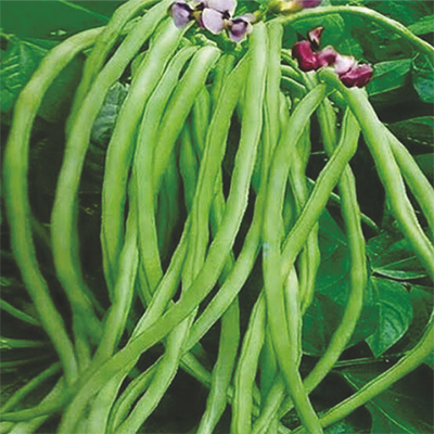 Improved Cowpea Improved Cowpea