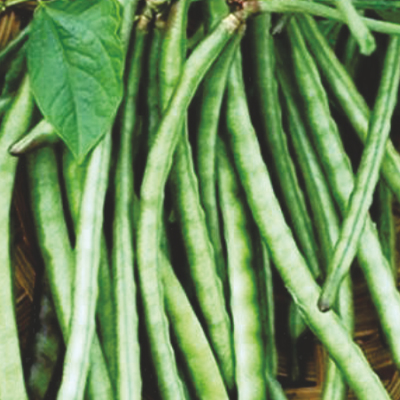 Improved Cowpea Improved Cowpea