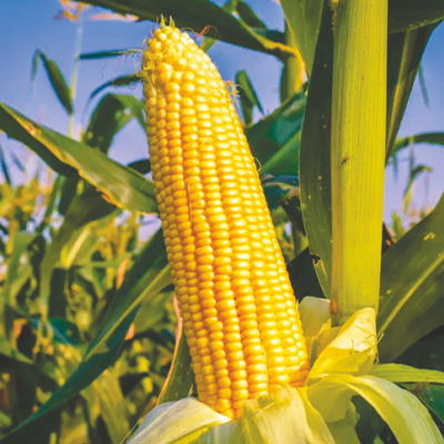 hybrid corn - F1 Prabhu 44 (04 PGCH 44) hybrid corn - F1 Prabhu 44 (04 PGCH 44)