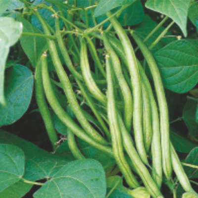Improved Frenchbean Improved Frenchbean