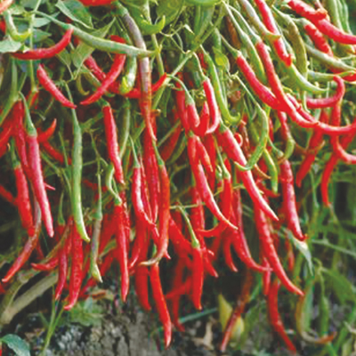Hybrid Hot Pepper Hybrid Hot Pepper