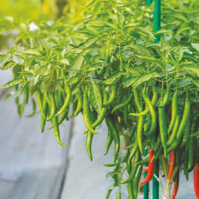 Hybrid Hot Pepper Hybrid Hot Pepper
