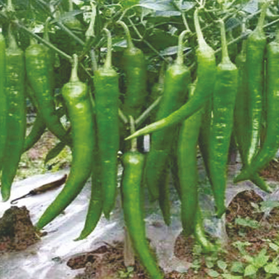 Hybrid Hot Pepper Hybrid Hot Pepper