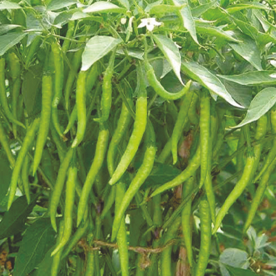 Hybrid Hot Pepper Hybrid Hot Pepper